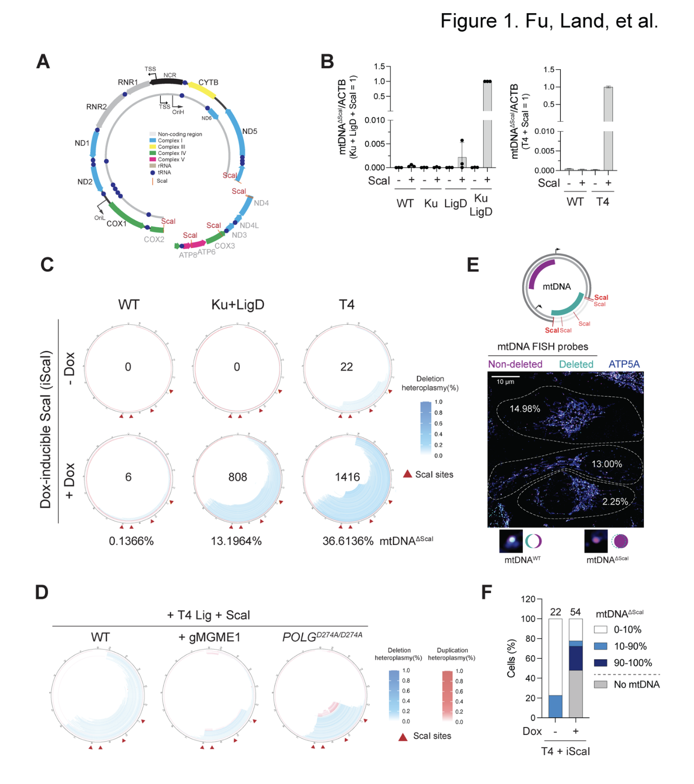 Figure for Engineering mtDNA Deletions by Reconstructing End-Joining in Human Mitochondria